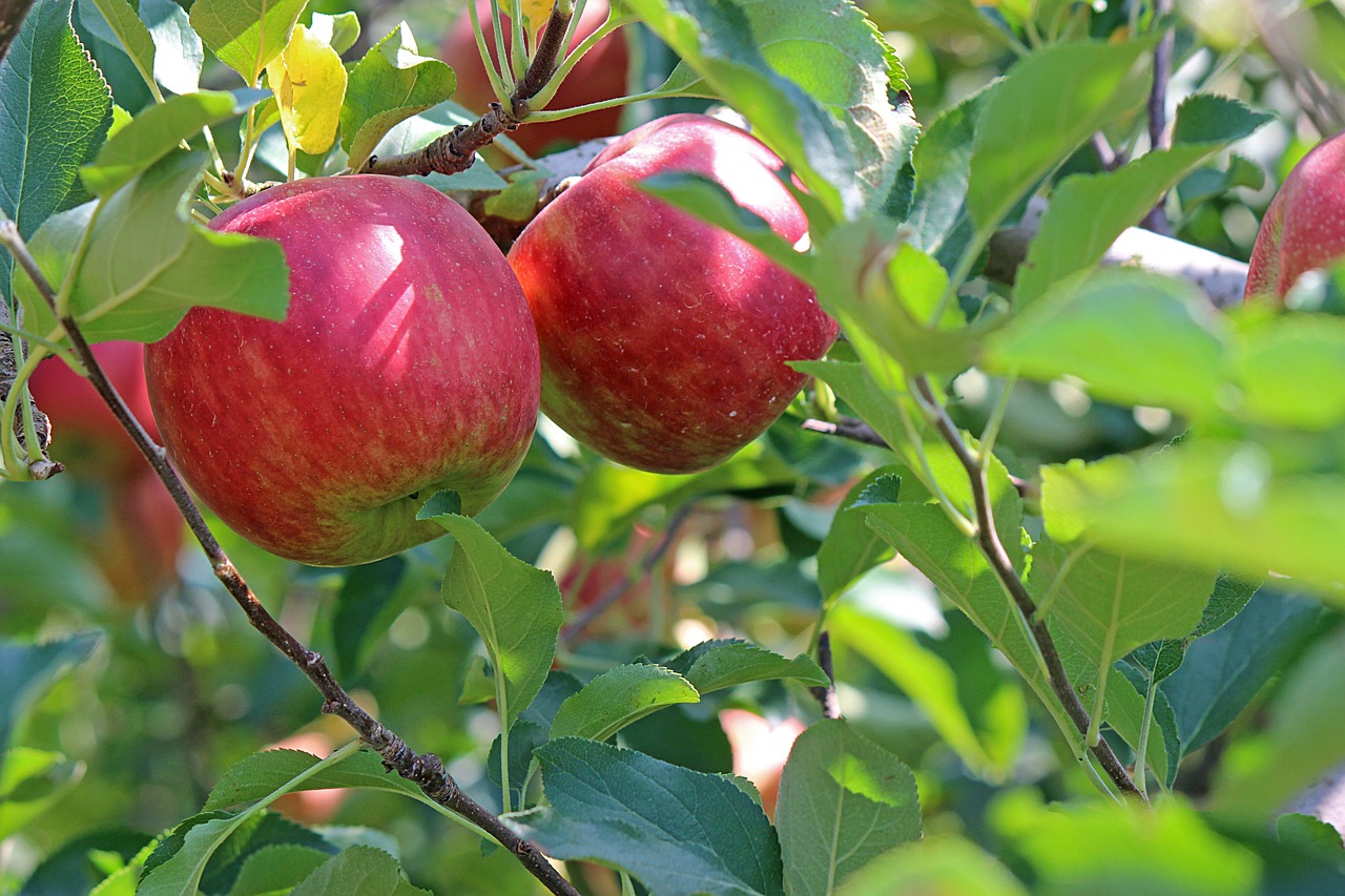 Manfaat Buah Apel untuk Kesehatan: Sebuah Tinjauan Menyeluruh