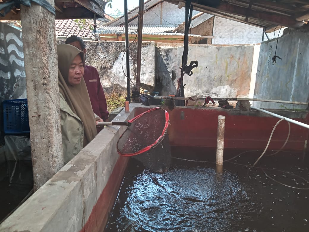 Dorong Ketahanan Pangan, BUMDes Bangkit Mekarsari Garap Budidaya Ikan Nila